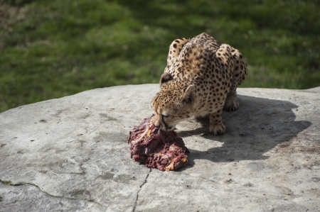 Cheetah eating raw meat on rocksの写真素材
