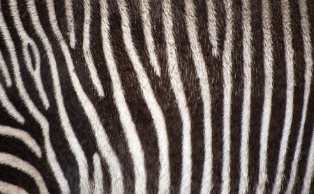 Zebra fur texture backgroundの写真素材