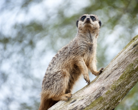 Meerkat lookout on tree branchの写真素材