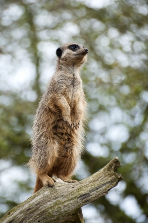 Meerkat lookout on tree branchの写真素材