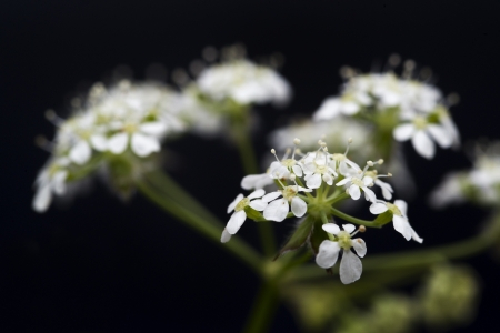cow parsley weed anthriscus sylvestris queen anne's laceの写真素材