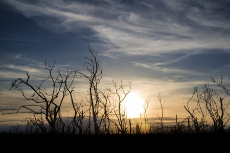 Stark bush silhouette against stunning sunset skyの写真素材