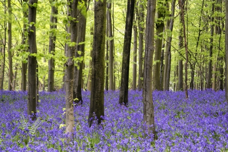 Beautiful carpet of bluebell flowers in Spring forest landscapeの写真素材