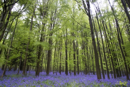 Beautiful carpet of bluebell flowers in Spring forest landscapeの写真素材