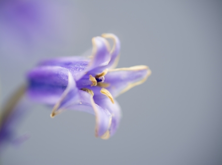 spanish bluebell hyacintoides hispanica