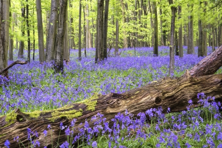 Beautiful carpet of bluebell flowers in Spring forest landscapeの写真素材