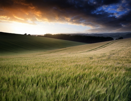 Beautiful Summer landscape of field of growing wheat crop during sunset