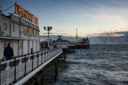 Starling murmuration over Brighton pier during Winter sunset.のeditorial素材