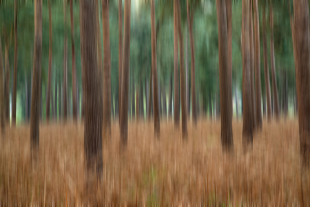 Blur artistic effect of pine forest landscapeの写真素材