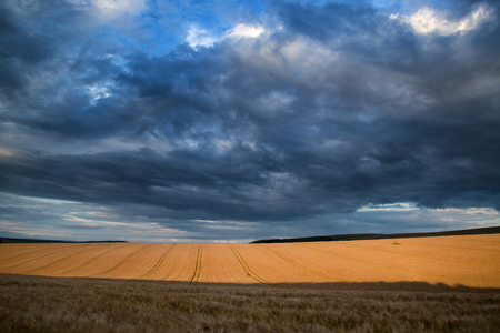 Stunning countryside landscape wheat field in Summer sunset
