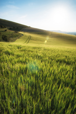 Beautiful landscape wheat field in Summer sunlight evening with added lens flare filterの写真素材