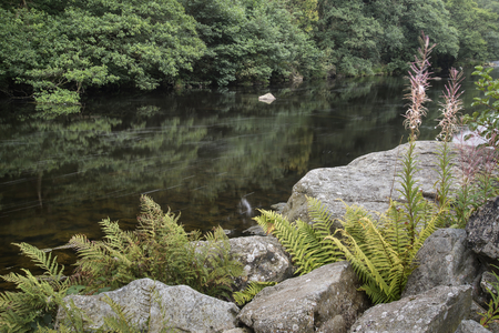 Landscape of long exposure of river flowing through lush green forestの写真素材