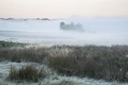 Beautiful thick fog sunrise Autumn Fall landscape over fields with treetops visible through fogの写真素材