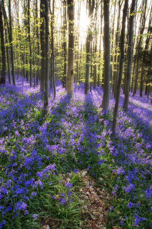 Beautiful morning in Spring bluebell forestの写真素材