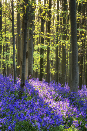Beautiful morning in Spring bluebell forestの写真素材