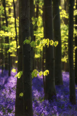 Beautiful morning in Spring bluebell forestの写真素材