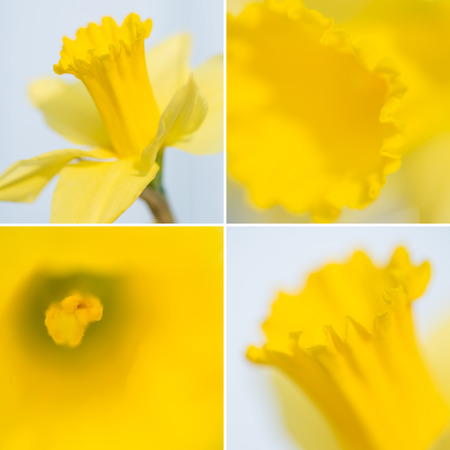Collage of daffodial Spring flowersの写真素材