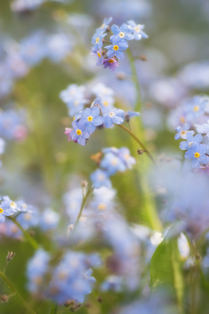 Beautiful forget-me-not Spring flowers with shallow depth of fieldの写真素材