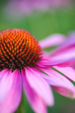 Echinacea purpure Coneflower Rubinstern flowerの写真素材
