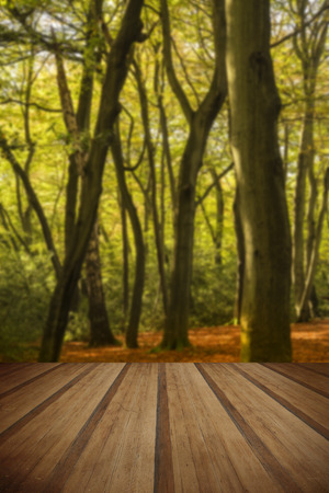 Beautiful vibrant golden Autumn Fall forest landscape with wooden planks floorの写真素材
