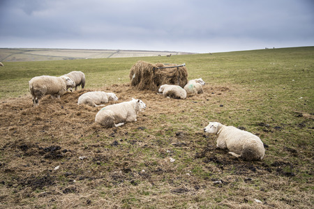 Sheep in farm landscape on sunny day in Peak District UK
