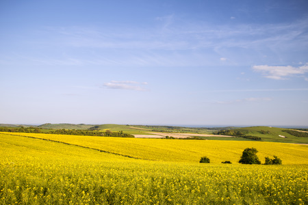 Landscape of fresh rapeseed crop in field in Springの写真素材
