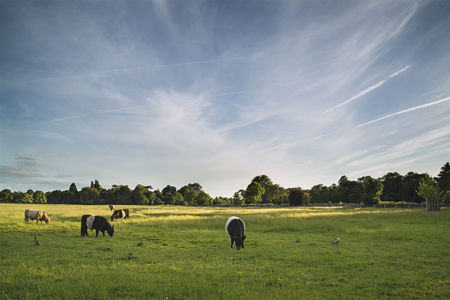 Cows in fields landscape on Summer evening in Englandの写真素材