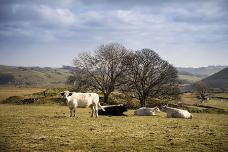 Cows in Peak District UK landscape on sunny dayの写真素材