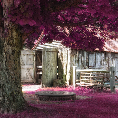 Stunning alternate colored surreal forest woodland landscapeの写真素材