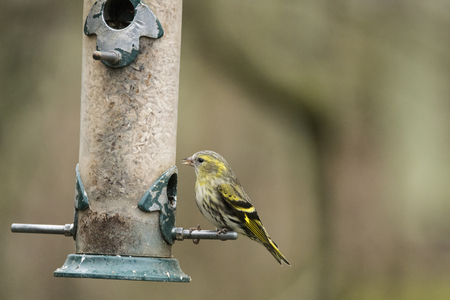 Siskin wild bird on brd feeded in gardenの写真素材