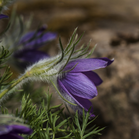 Beautiful macro image of Pulsatilla Vulgaris flower in bloomの写真素材