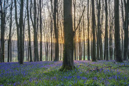 Beautiful landscape of bluebell forest in Spring in English countrysideの写真素材