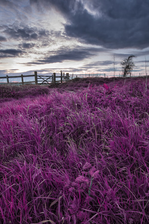 Stunning English countryside landscape over fields at sunset with surreal purple tint conceptの写真素材