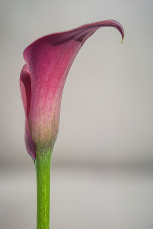Stunning macro close up image of colorful vibrant calla lily flowerの写真素材