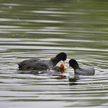 Coot rallidae fulica water bird family swimming on lakeの写真素材