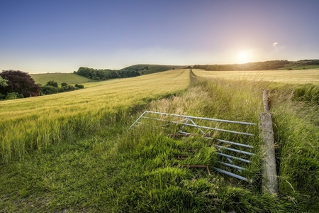 Beautiful golden sunset across landscape field of barley in Summerの写真素材