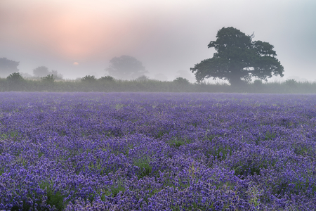 Stunning dramatic foggy sunrise landscape over lavender field in English countrysideの写真素材
