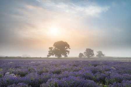Stunning dramatic foggy sunrise landscape over lavender field in English countrysideの写真素材