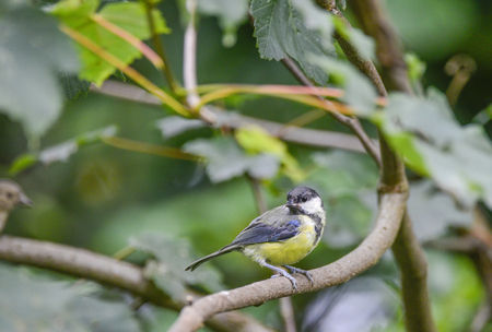 Portrait of Great Tit Parus Major bird perched in treeの写真素材