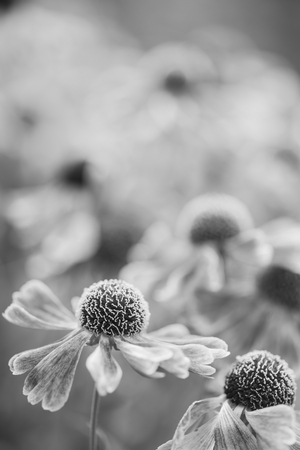 Beautiful macro close up of black eyed susan flower with shallow depth of field for effectの写真素材