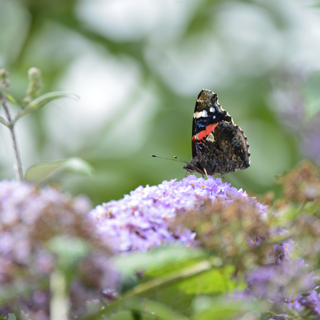 Beautiful image of Red Admiral butterfly Vanessa Atalanta on vibrant purple flower in Summer