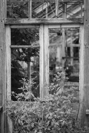 Beautiful old Victorian era greenhouse left ro ruin in old English garden in black and whiteの写真素材