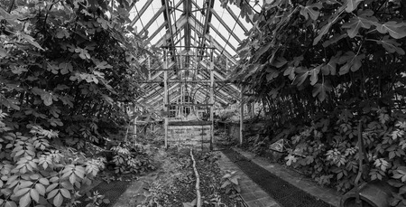 Beautiful old Victorian era greenhouse left ro ruin in old English garden in black and whiteの写真素材
