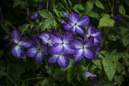Stunning close up of Royal Purple Jackmanii Clematic in full bloomの写真素材