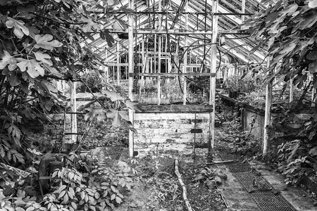 Beautiful old Victorian era greenhouse left ro ruin in old English garden in black and whiteの写真素材