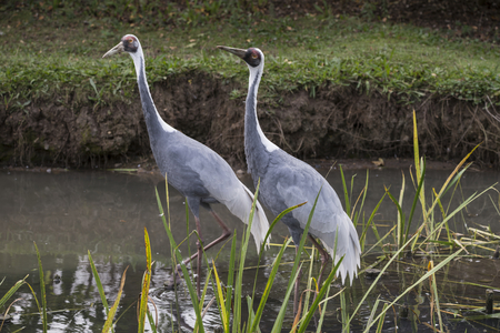 Beautiful portrait of white-naped crane bird from Chinaの写真素材