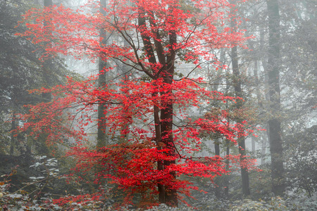 Surreal alternate color fantasy Autumn Fall forest landscape conceptual imageの写真素材