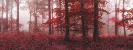 Surreal alternate color fantasy Autumn Fall forest landscape conceptual imageの写真素材