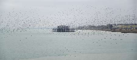 Stunning spectacle of starlings birds murmuration flying over sea in Winterの写真素材