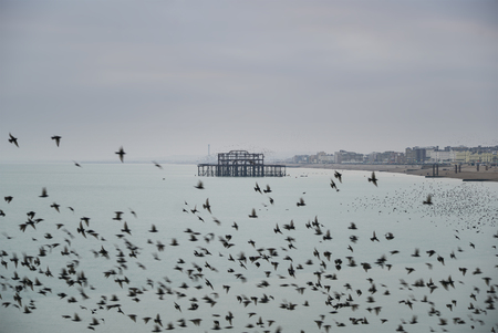 Stunning spectacle of starlings birds murmuration flying over sea in Winterの写真素材